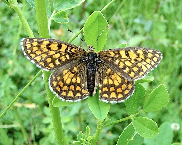 heath fritillary